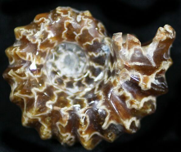 Polished, Agatized Douvilleiceras Ammonite - #29297